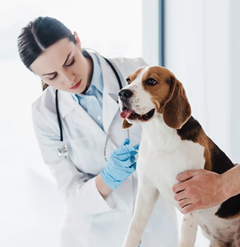 İmamoğlu Veteriner